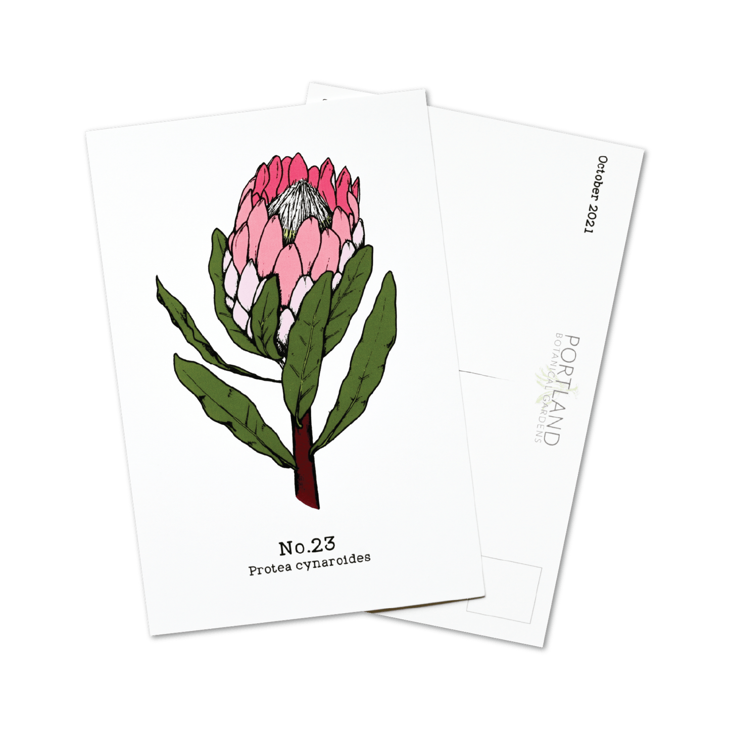 Flora of the Western Cape - 2021 Complete Postcard Set