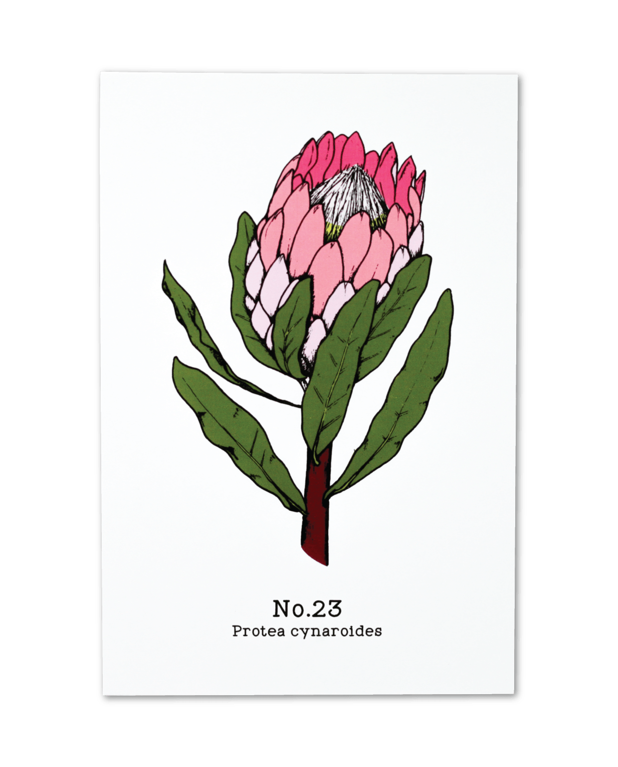 No. 23 - Protea cynaroides - Postcard Set of 10
