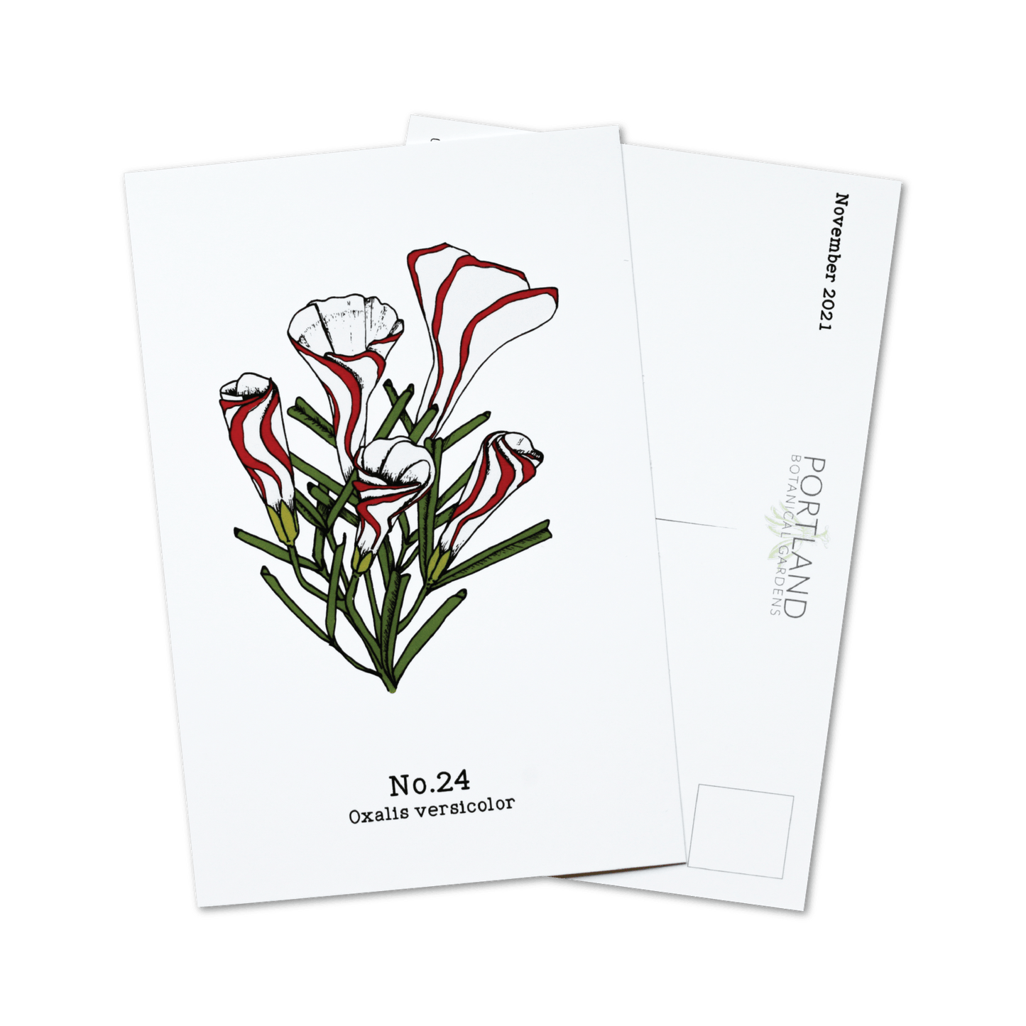 Flora of the Western Cape - 2021 Complete Postcard Set