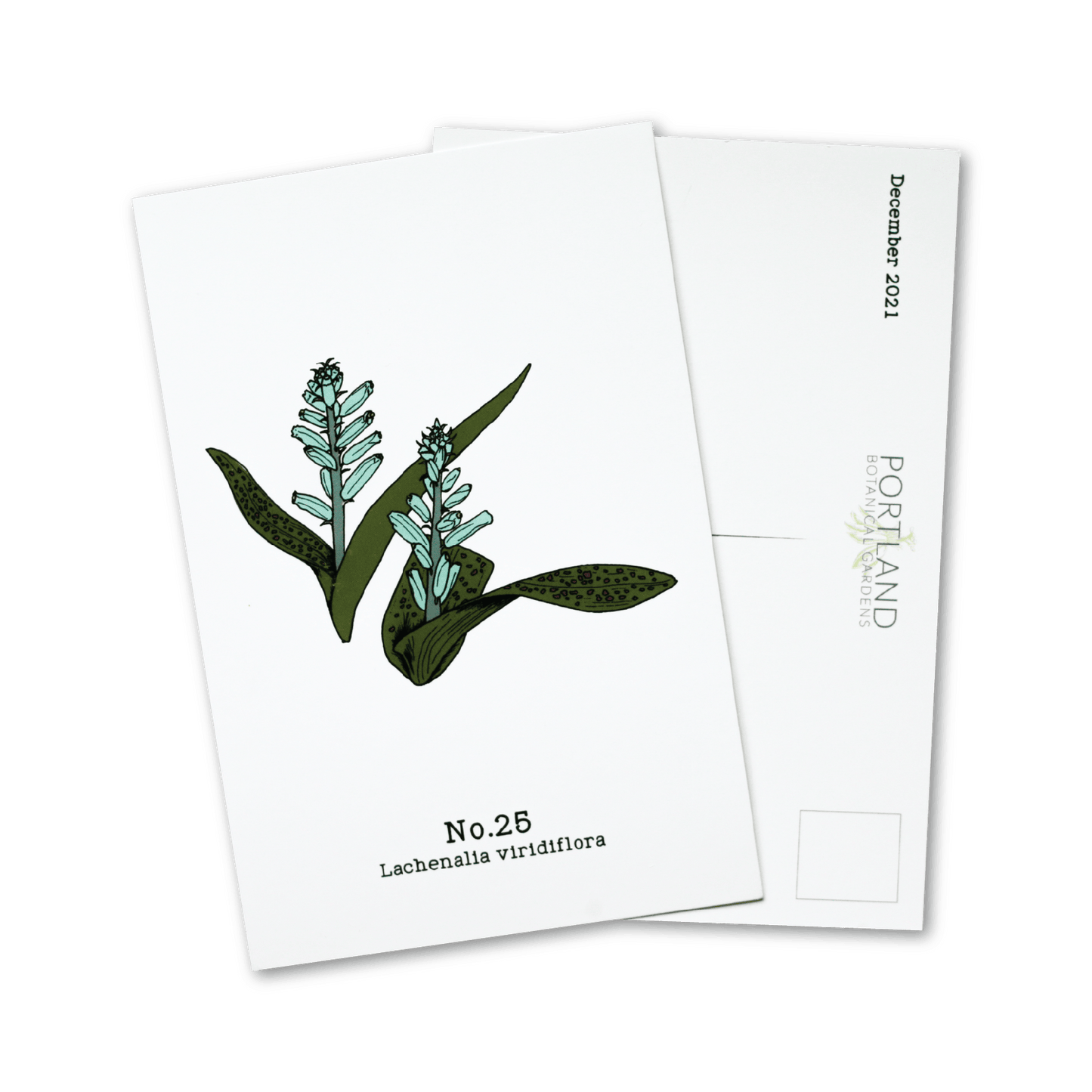 Flora of the Western Cape - 2021 Complete Postcard Set