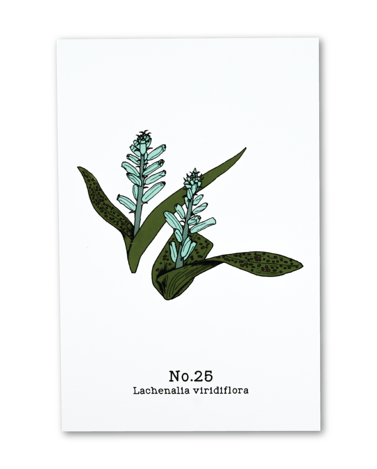 No. 25 - Lachenalia viridiflora - Postcard Set of 10