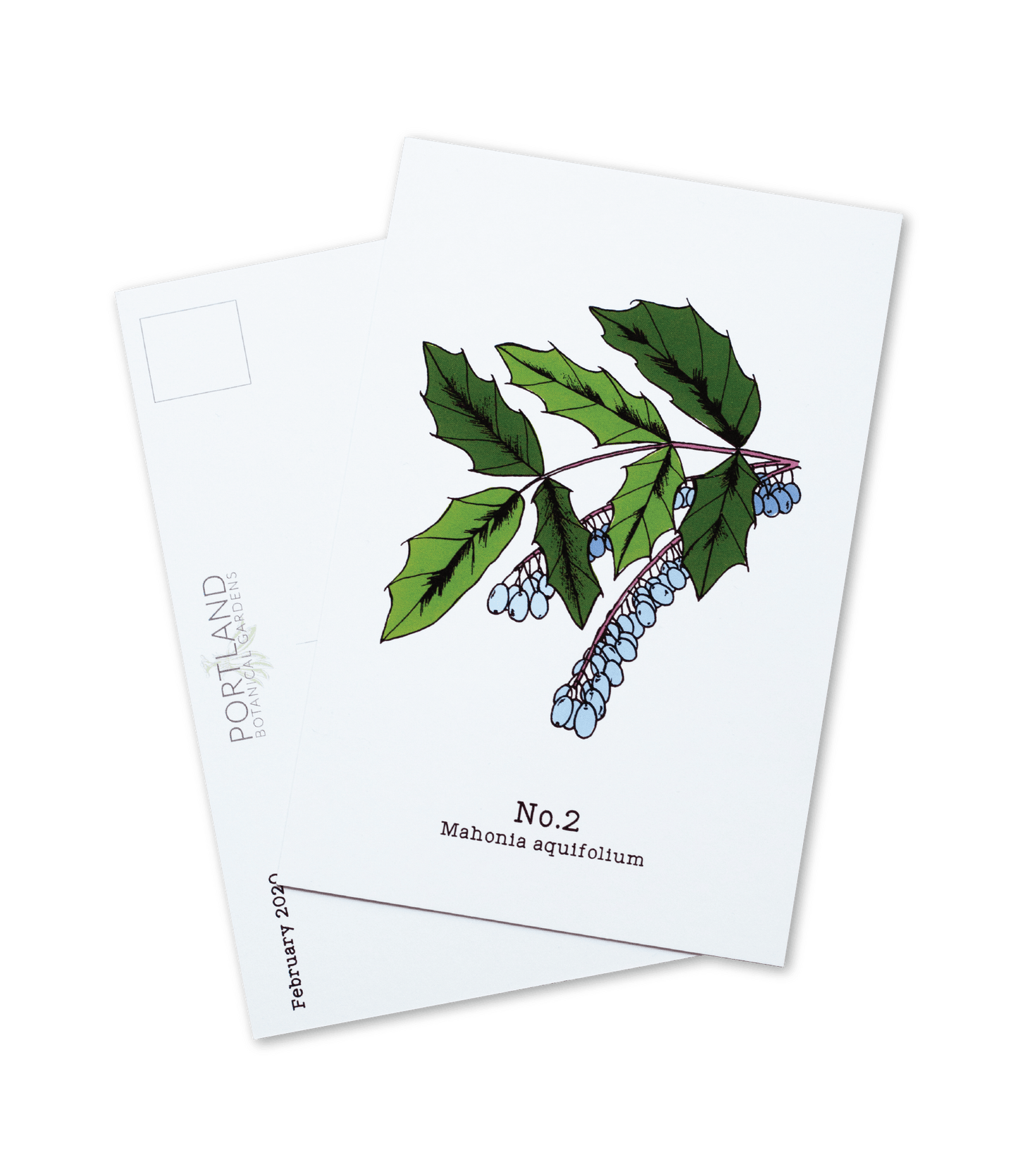 No. 2 - Mahonia aquifolium - Postcard Set of 10