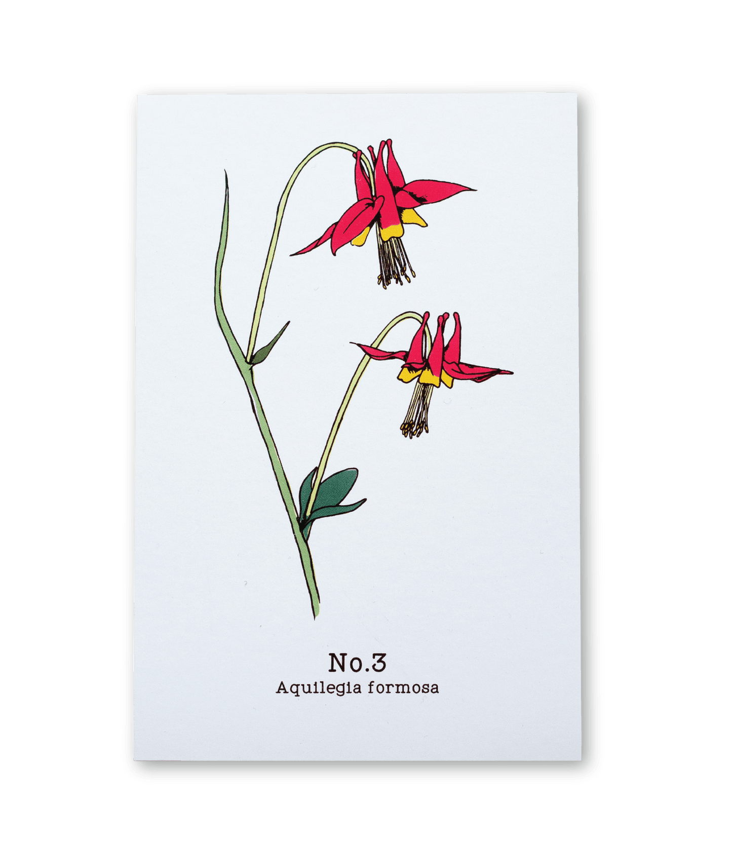 No. 3 - Aquilegia formosa - Postcard Set of 10