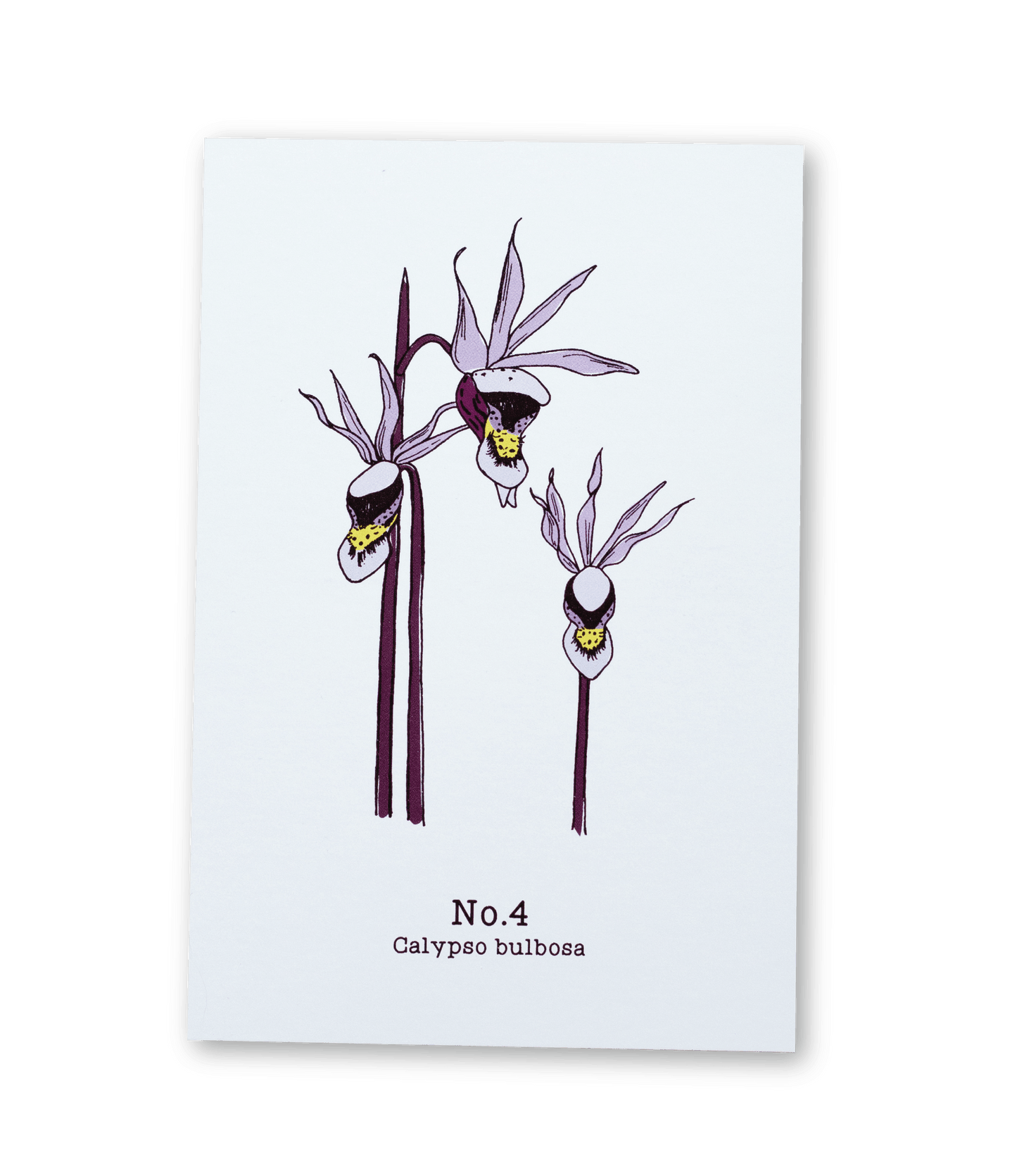 No. 4 - Calypso bulbosa - Postcard Set of 10