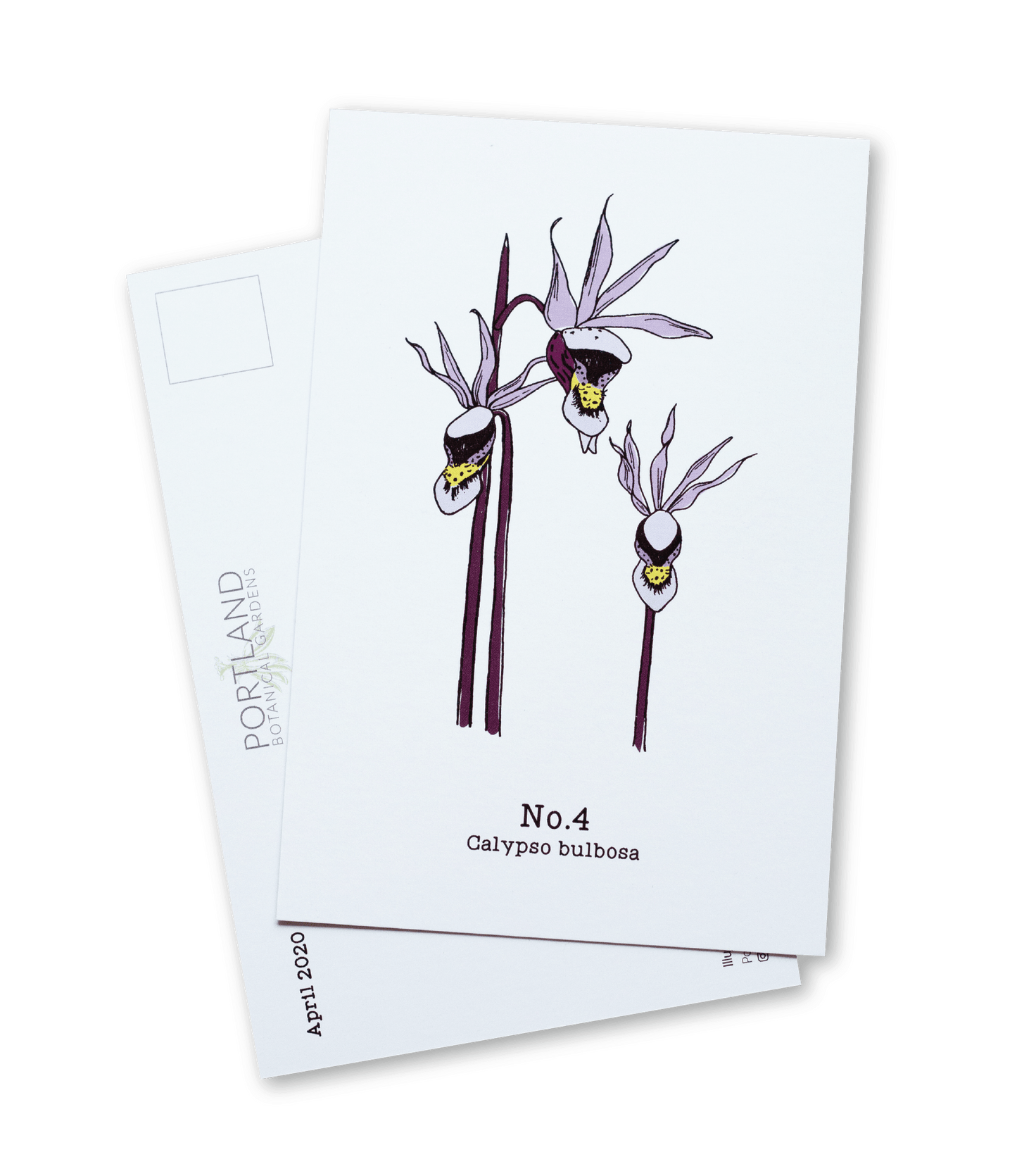 No. 4 - Calypso bulbosa - Postcard Set of 10