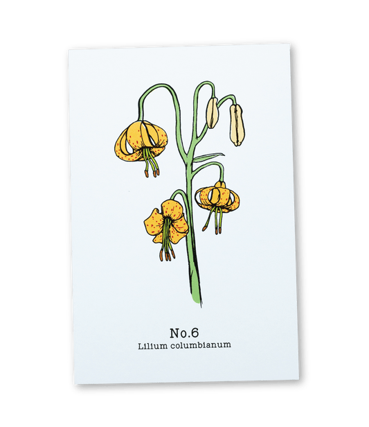 No. 6 - Lilium columbianum - Postcard Set of 10