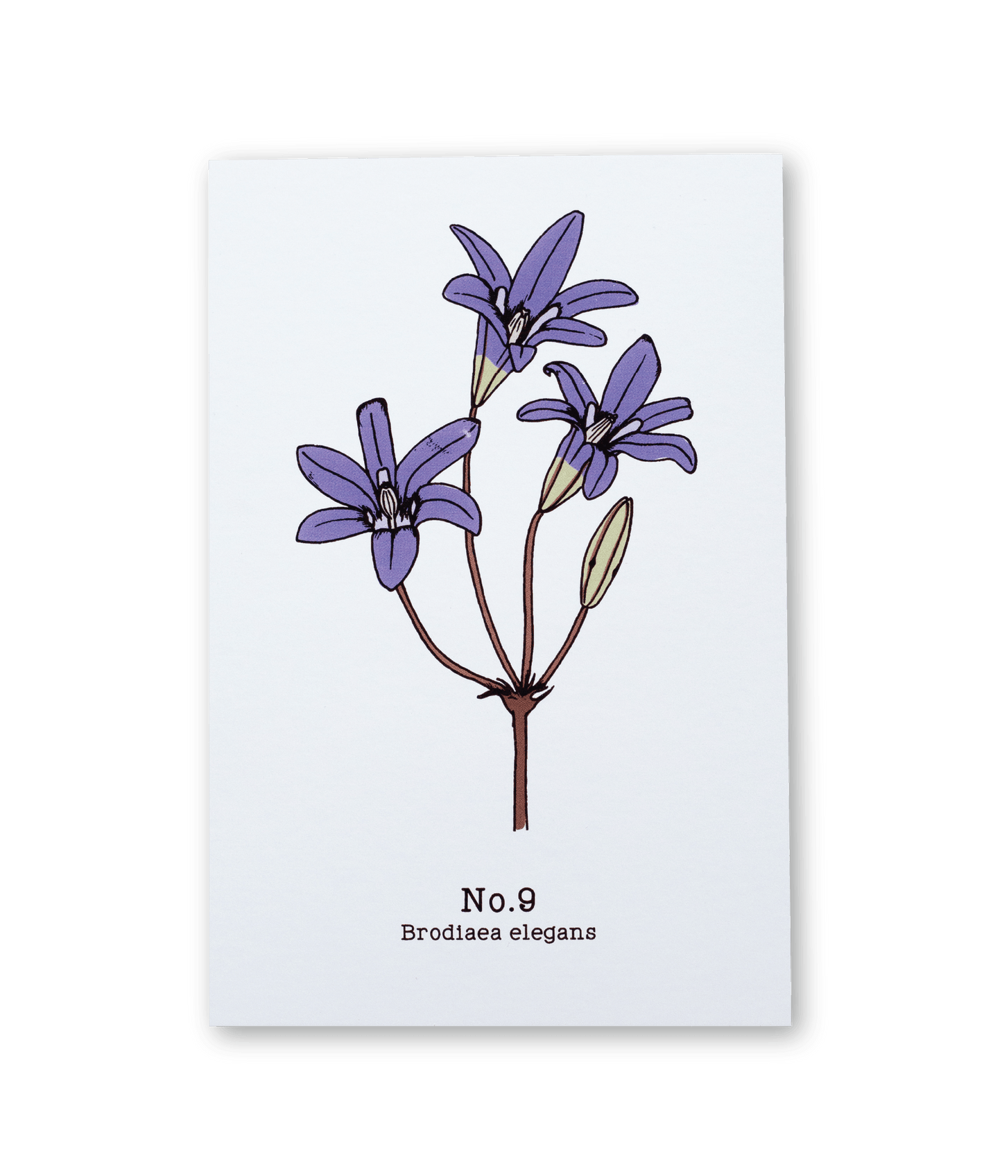 No. 9 - Brodiaea elegans - Postcard Set of 10