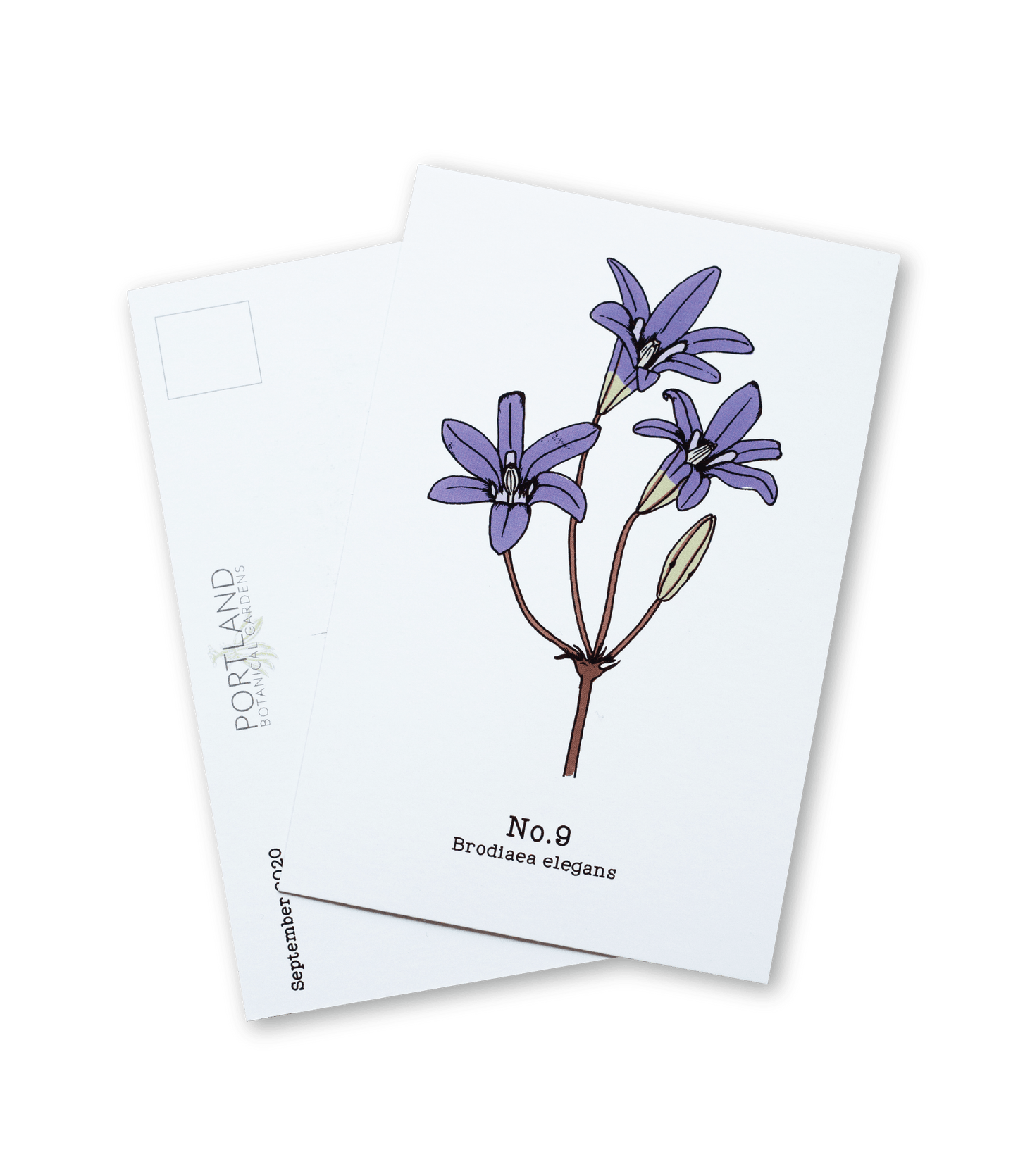 Oregon Native Plants - 2020 Complete Postcard Set