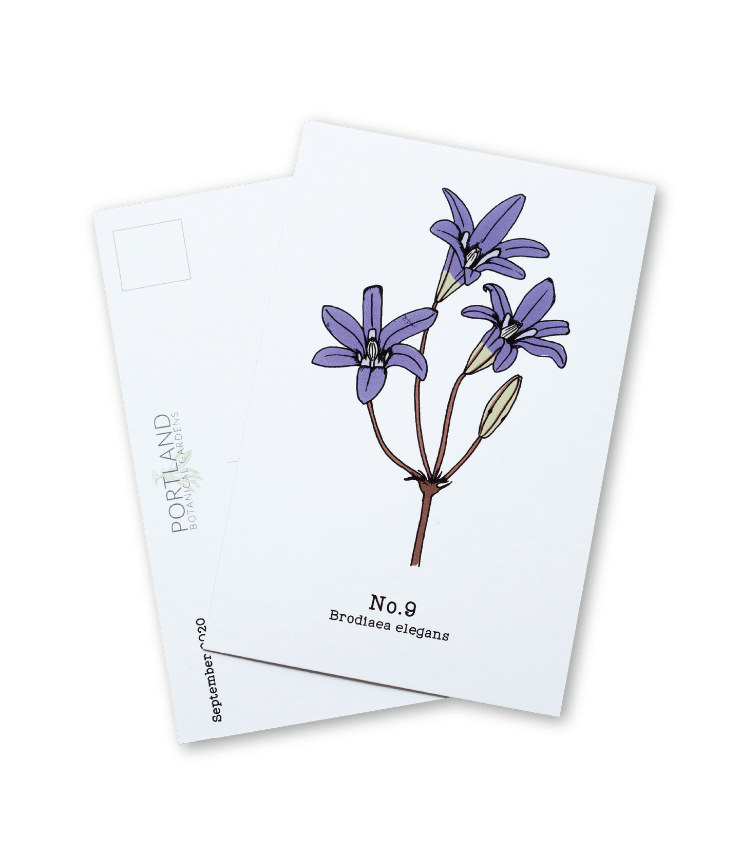 Oregon Native Plants (7-12) - 2020 Postcard Set of 6