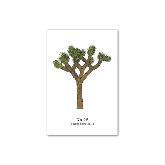 No. 26 - Yucca brevifolia - Postcard Set of 10